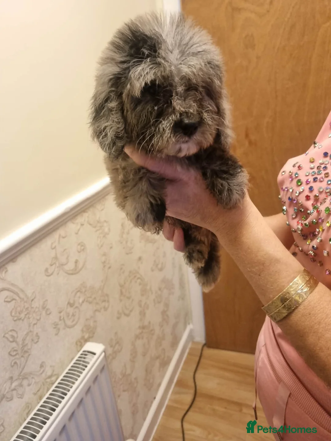 Cockapoo dogs for sale: Beautiful cockapoo  - Advert 15