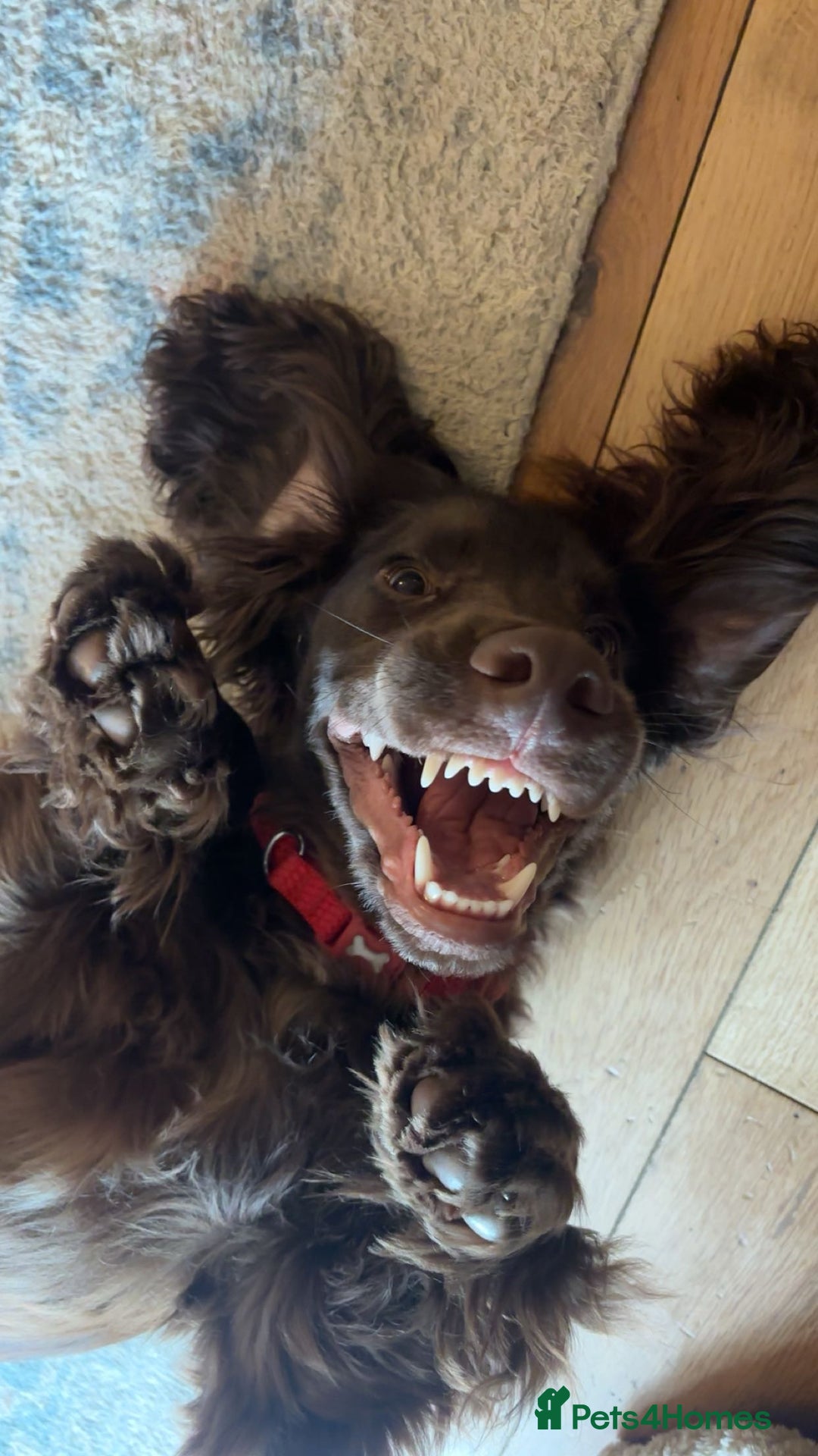 Field Spaniel dogs for sale: Male Field Spaniel - 6 months old - Advert 2