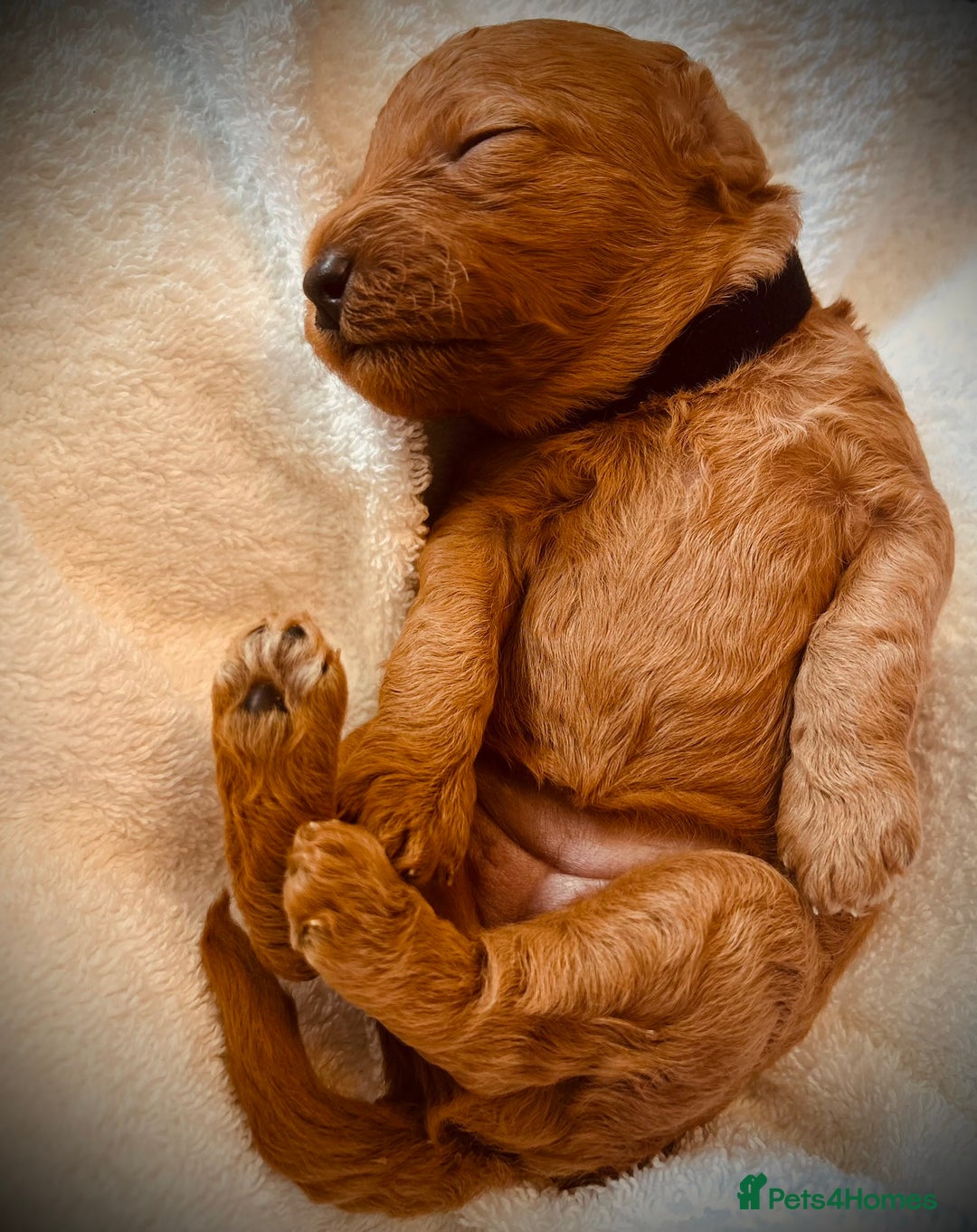 Cockapoo dogs for sale: ⭐️Exceptional litter - Cockapoo F1BB⭐️ - Image 5