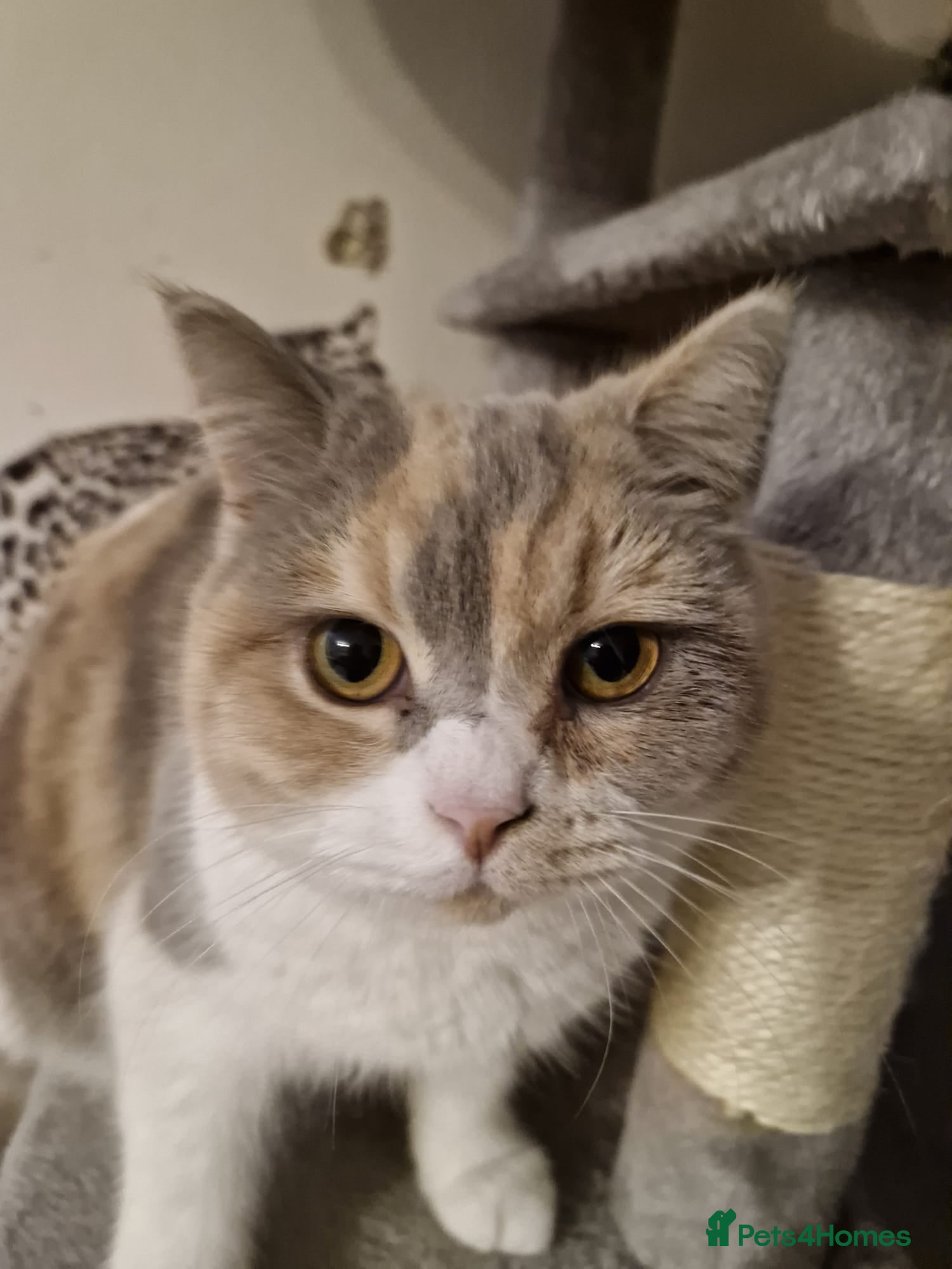 Selkirk Rex cats Pedigree tica reg neutered lilac tortie - Advert 3