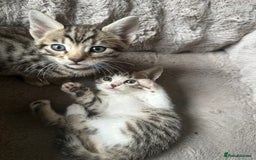 Bengal cats for sale: Stunning bengal/ragdoll kittens  - Image 2