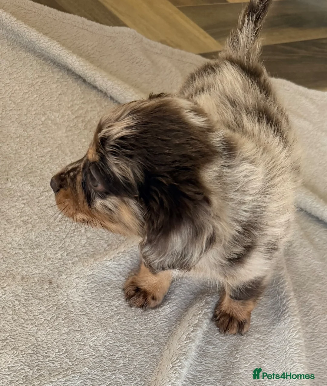 Mixed Breed dogs for sale: Dachshund x Pomchi Puppies – 2 Boys & 2 Girls in Pontefract - Advert 26