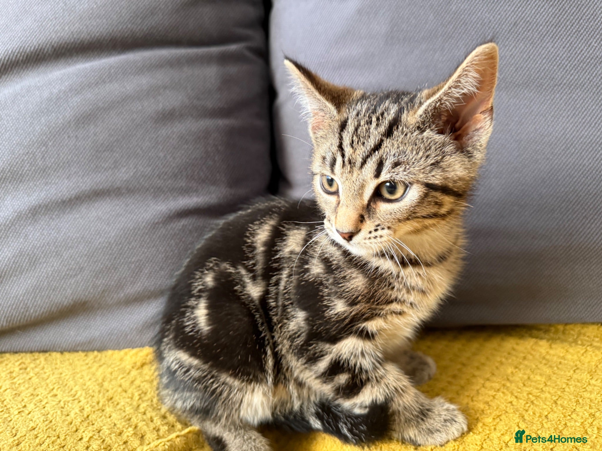 Mixed Breed cats LAST 3 adorable kittens left 🐈 - Advert 2