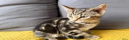 Mixed Breed cats for sale: 1 Scottish straight x fold & 1 domestic litter 🐈 - Advert 7