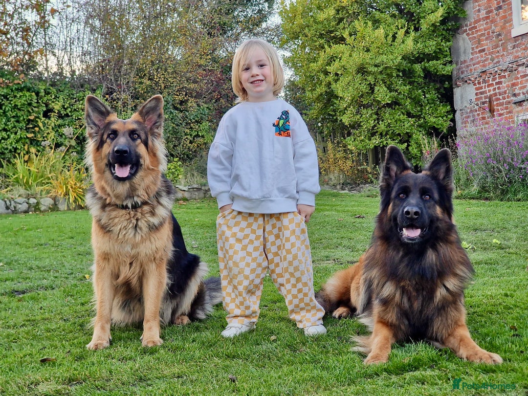 German Shepherd dogs for sale: Puppies - Long hair/Straight back German Shepherd - Advert 11