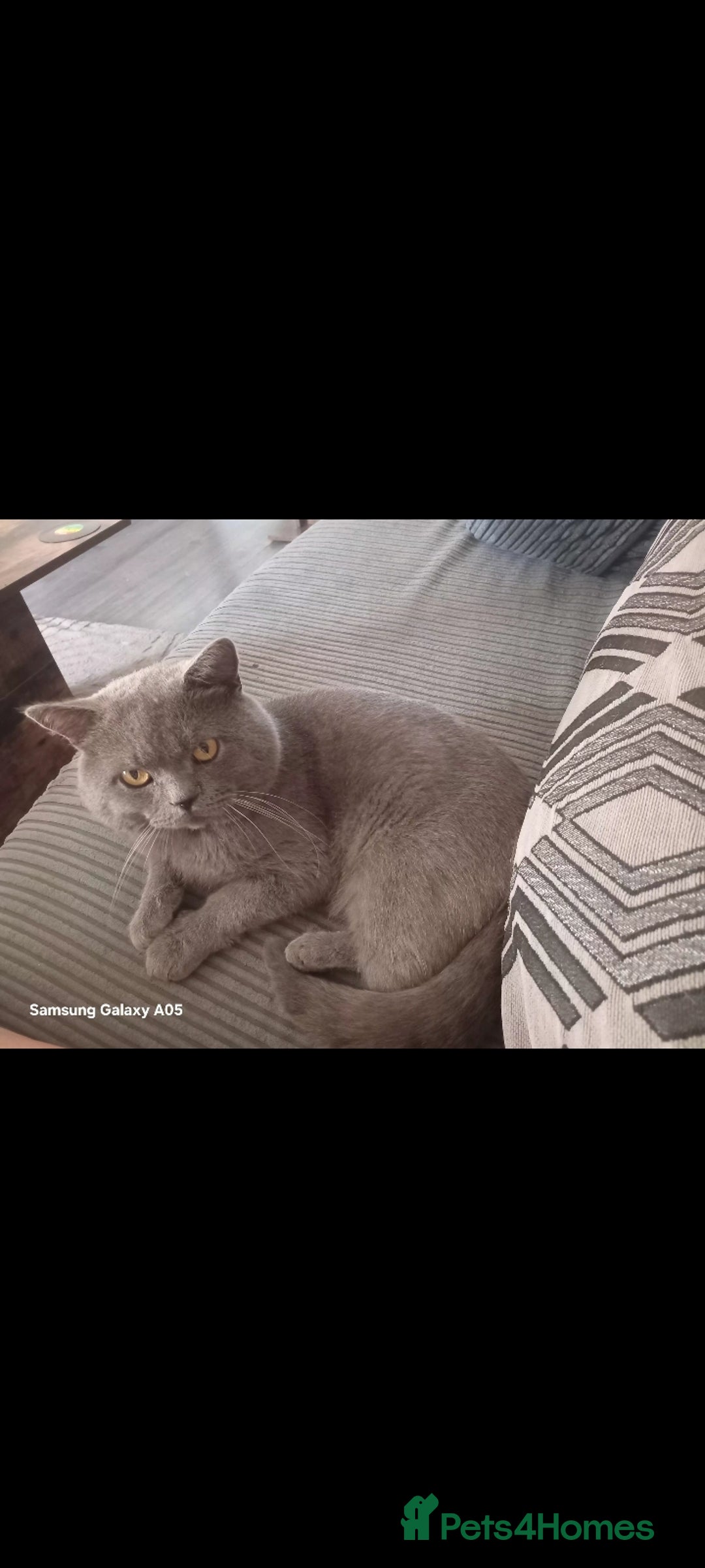 British Shorthair cats for sale: British short-hair kittens - Image 6