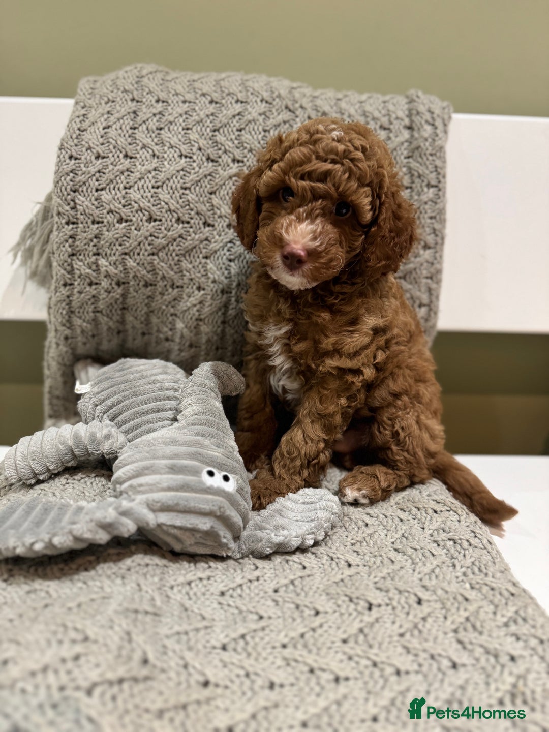 Cavapoochon dogs for sale: Stunning red boy  - Advert 12