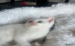 Turkish Van cats for sale: Half Turkish van kittens - Image 3