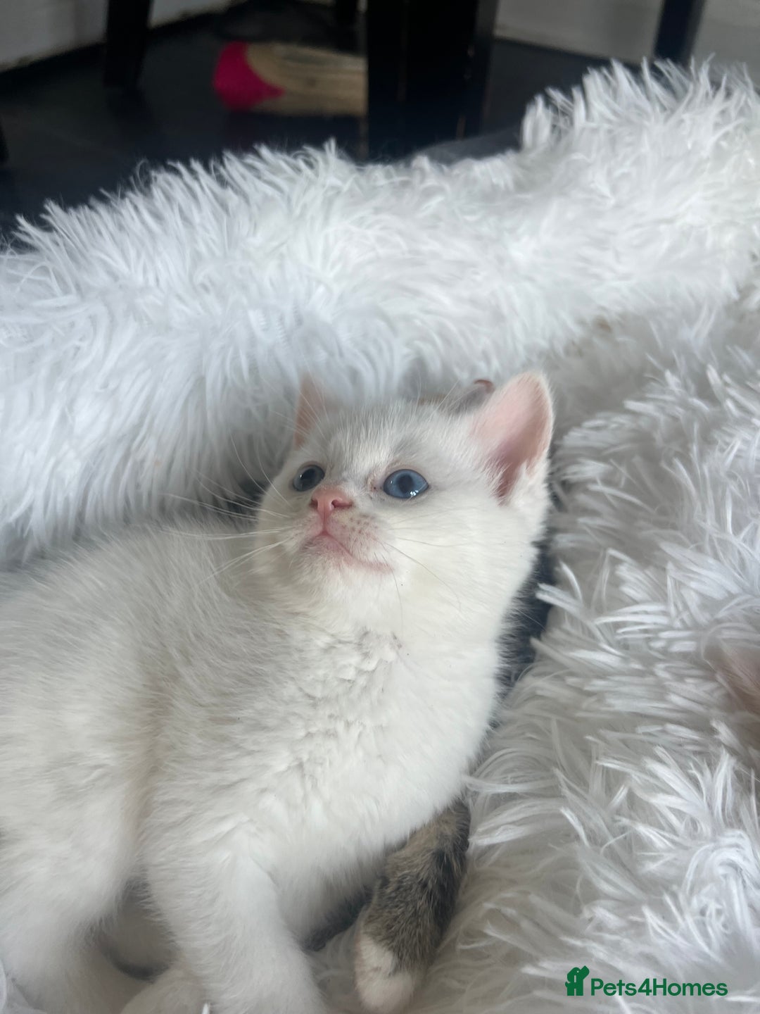 Turkish Van cats for sale: Half Turkish van kittens - Image 3