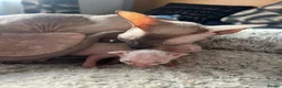 Cornish Rex cats for sale: Beautiful cornish rex kittens! - Advert 9