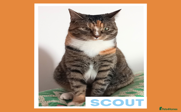 Mixed Breed cats - Advert 8