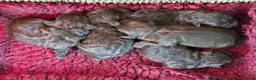 Cockapoo dogs for sale: Chocolate Cockapoo Pups - Advert 6