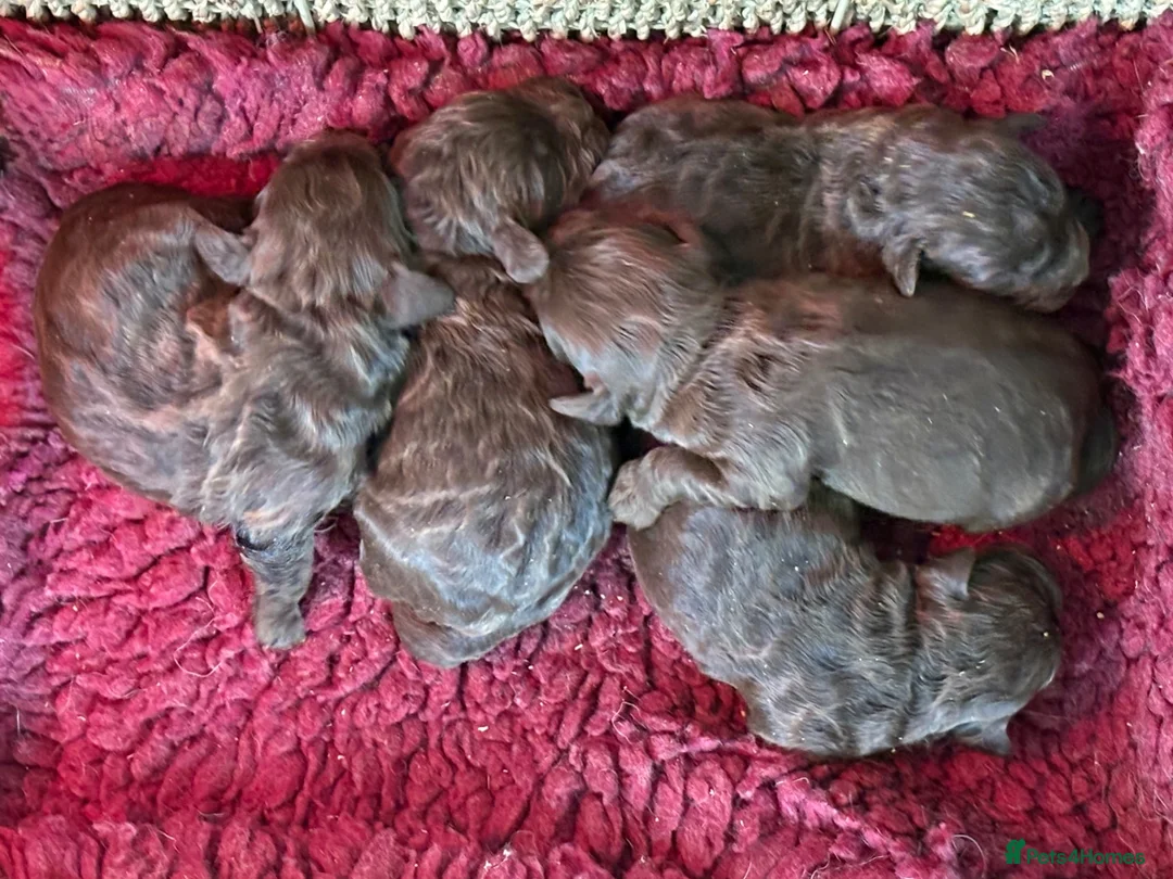 Cockapoo dogs for sale: Chocolate Cockapoo Pups - Advert 6