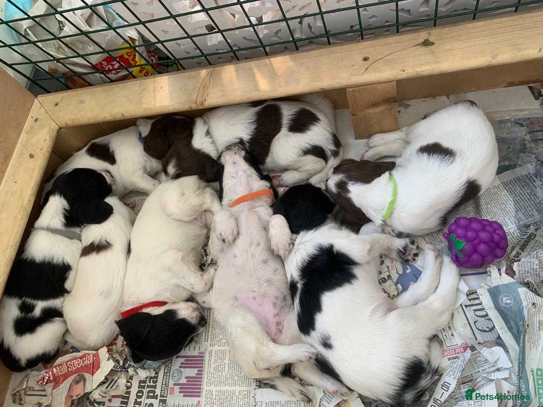 English Springer Spaniel dogs for sale: Beautiful  - Image 16