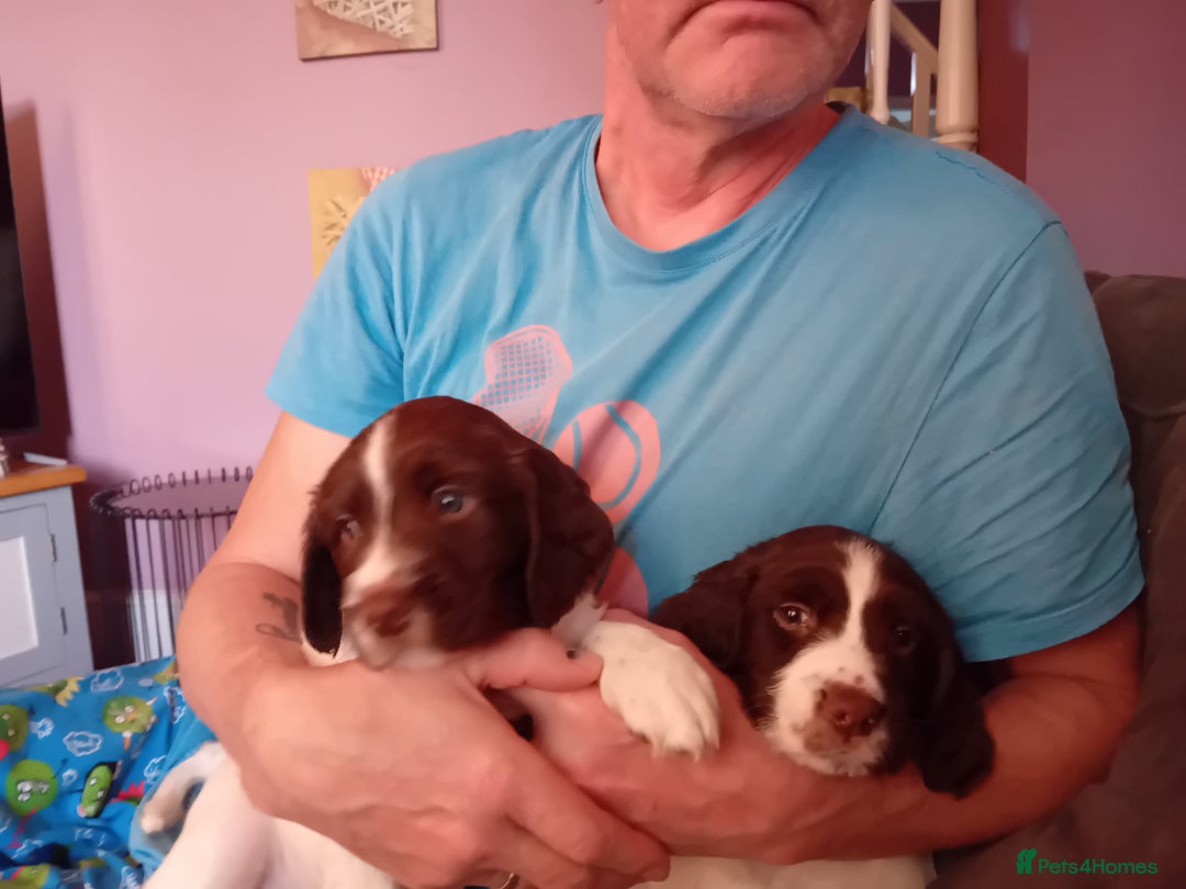 English Springer Spaniel dogs for sale: English Springer Spaniel  - Advert 9