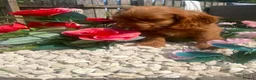 Cockapoo dogs for sale: F1 Cockapoo - Advert 3