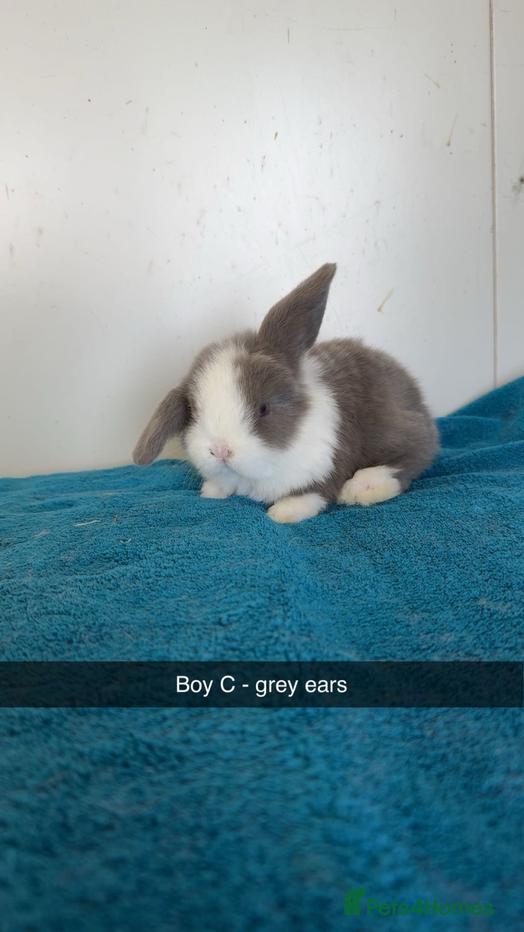 Mini Lop rabbits Pure mini lop rabbits to be reserved  - Advert 1