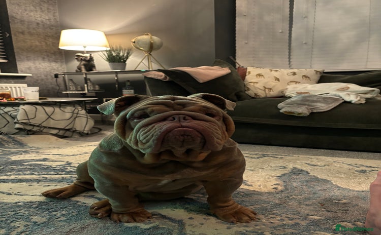 English Bulldog dogs - Advert 7