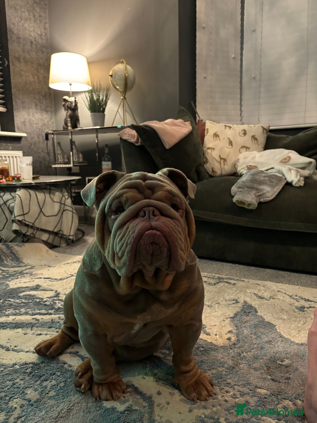 English Bulldog dogs for sale: English bull dog male  - Image 1
