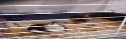 Mixed Breed birds for sale: Quails in Gateshead - Advert 1