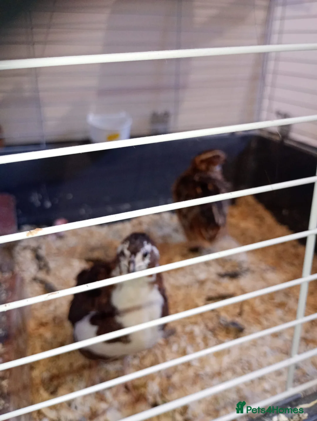 Mixed Breed birds for sale: Quails in Gateshead - Advert 1