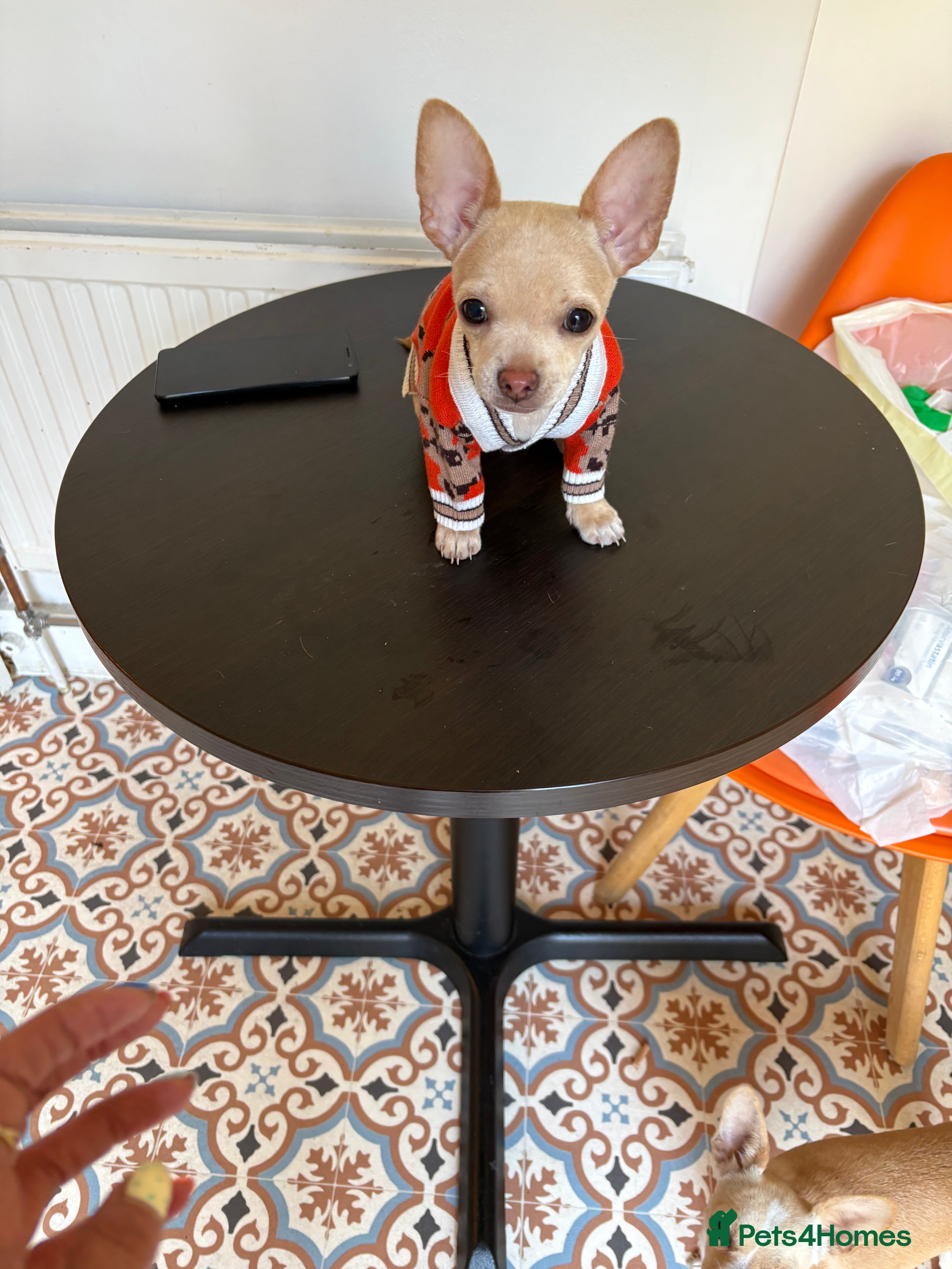 Chihuahua dogs for sale: 1 boy left - Advert 2