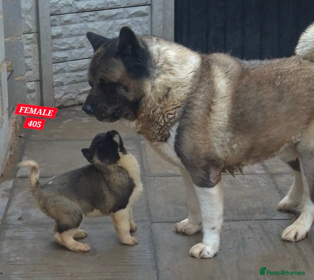 Akita dogs AMERICAN AKITA BLACK MASK BEARS - Advert 4