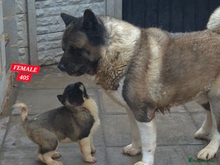 Akita dogs AMERICAN AKITA BLACK MASK BEARS - Advert 4