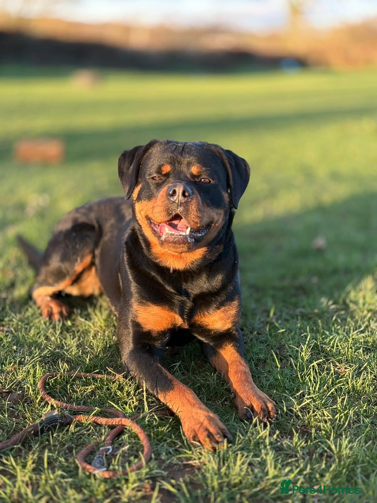 Rottweiler dogs Trained 20 month female champ pedigree Rottweiler  - Advert 11