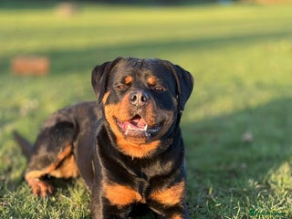 Rottweiler dogs Trained 20 month female champ pedigree Rottweiler - Advert 1