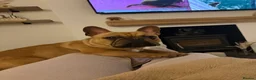 French Bulldog dogs for sale: Frank 11 month French bulldog - Advert 2