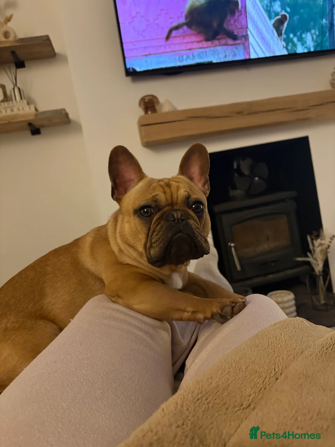 French Bulldog dogs for sale: Frank 11 month French bulldog - Advert 2