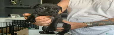 Staffordshire Bull Terrier 5