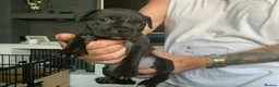 Staffordshire Bull Terrier dogs for sale: Beautiful kc reg Staffordshire bull terriers  - Advert 3
