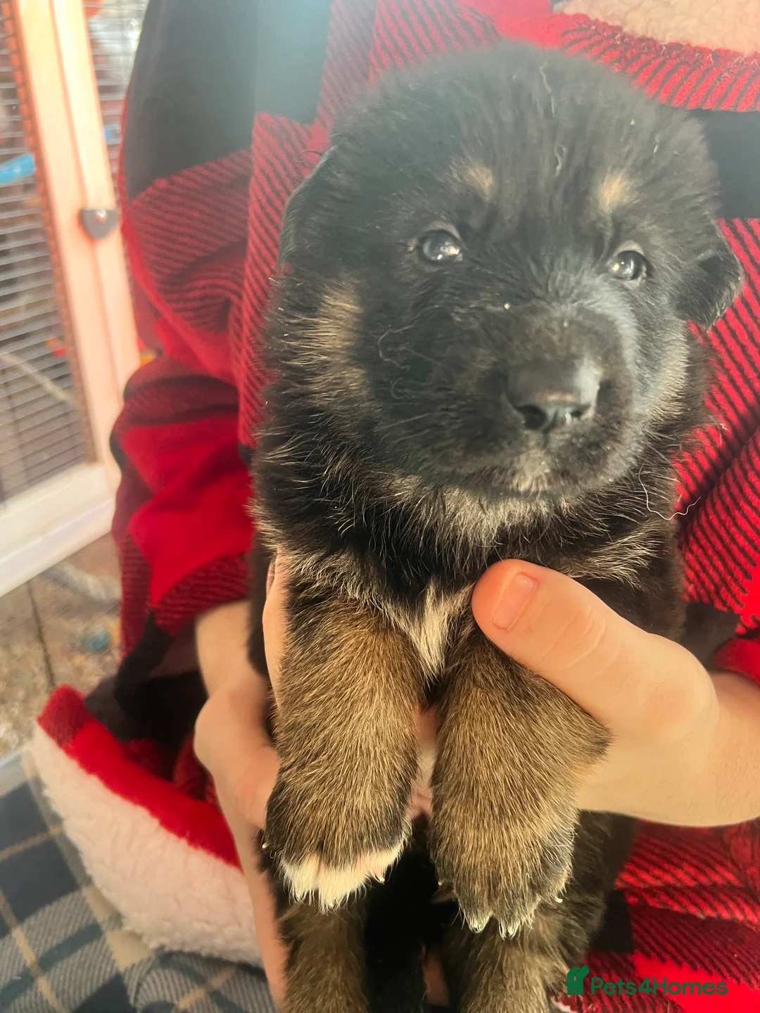 German Shepherd dogs for sale: The most stunning German Shepherd puppies - Advert 5