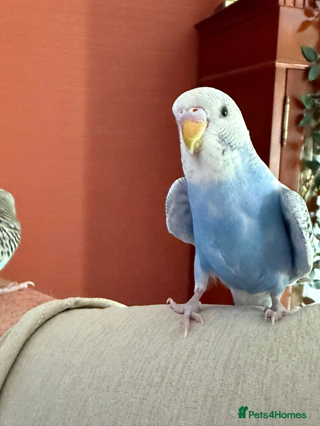 Budgerigars birds for sale: Two Budgies for Sale 🦜 in Nottingham - Advert 2