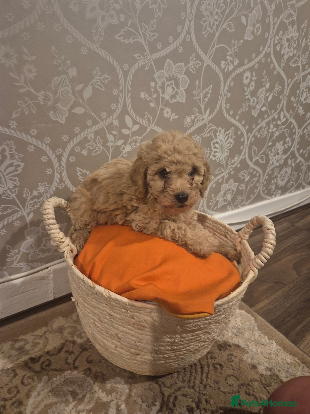 Cavapoo dogs for sale: Pedigree cavapoos  - Advert 4
