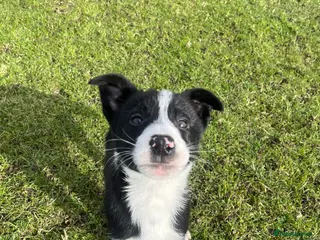 Border Collie dogs Gorgeous Border collie puppy for sale - Advert 7