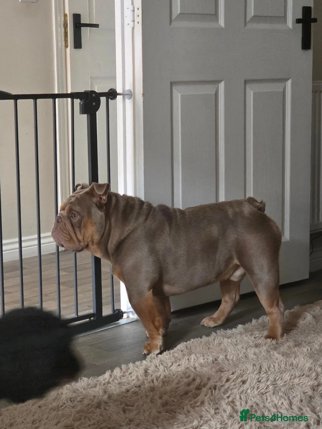 English Bulldog dogs for sale: British Bulldog for sale - Advert 8