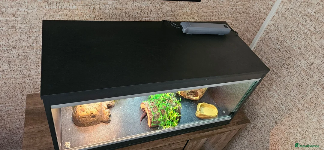 Gecko reptiles for sale: Male Leopard gecko  in Aberdare - Advert 6