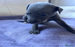 Whippet dogs for sale: Very beautiful whippets puppies  - Image 19