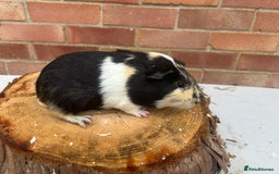 Guinea Pig rodents for sale: Free Male Guinea pigs  - Image 9