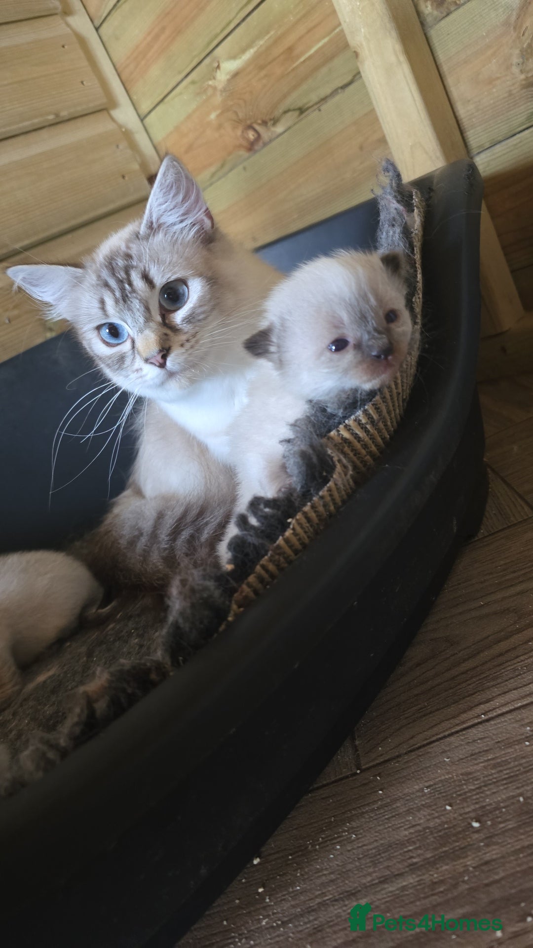 Ragdoll cats for sale: Captain Tom - Image 15