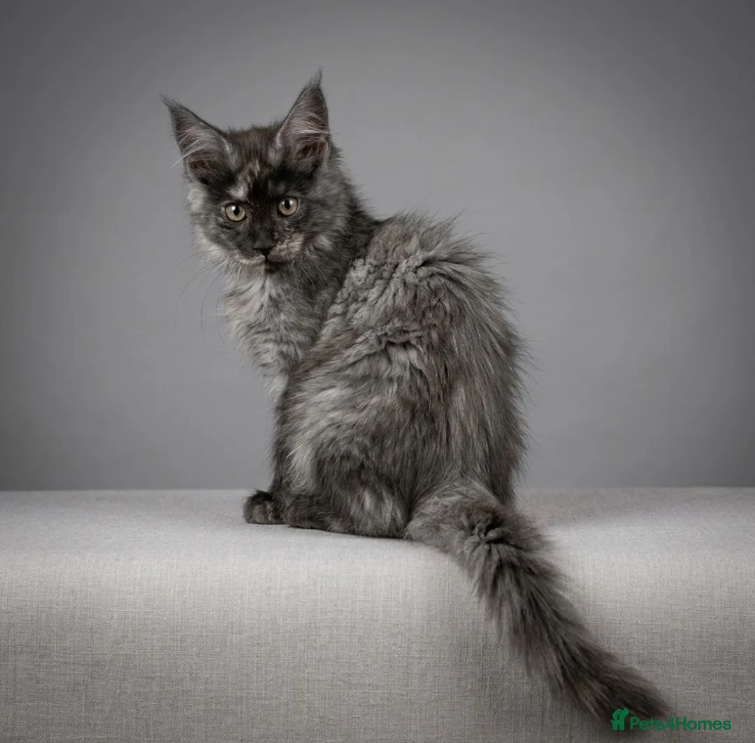 Maine Coon cats for sale: READY NOW Maine Coon Smoke/Silver kittens  - Advert 2