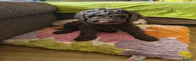 Cockapoo 2
