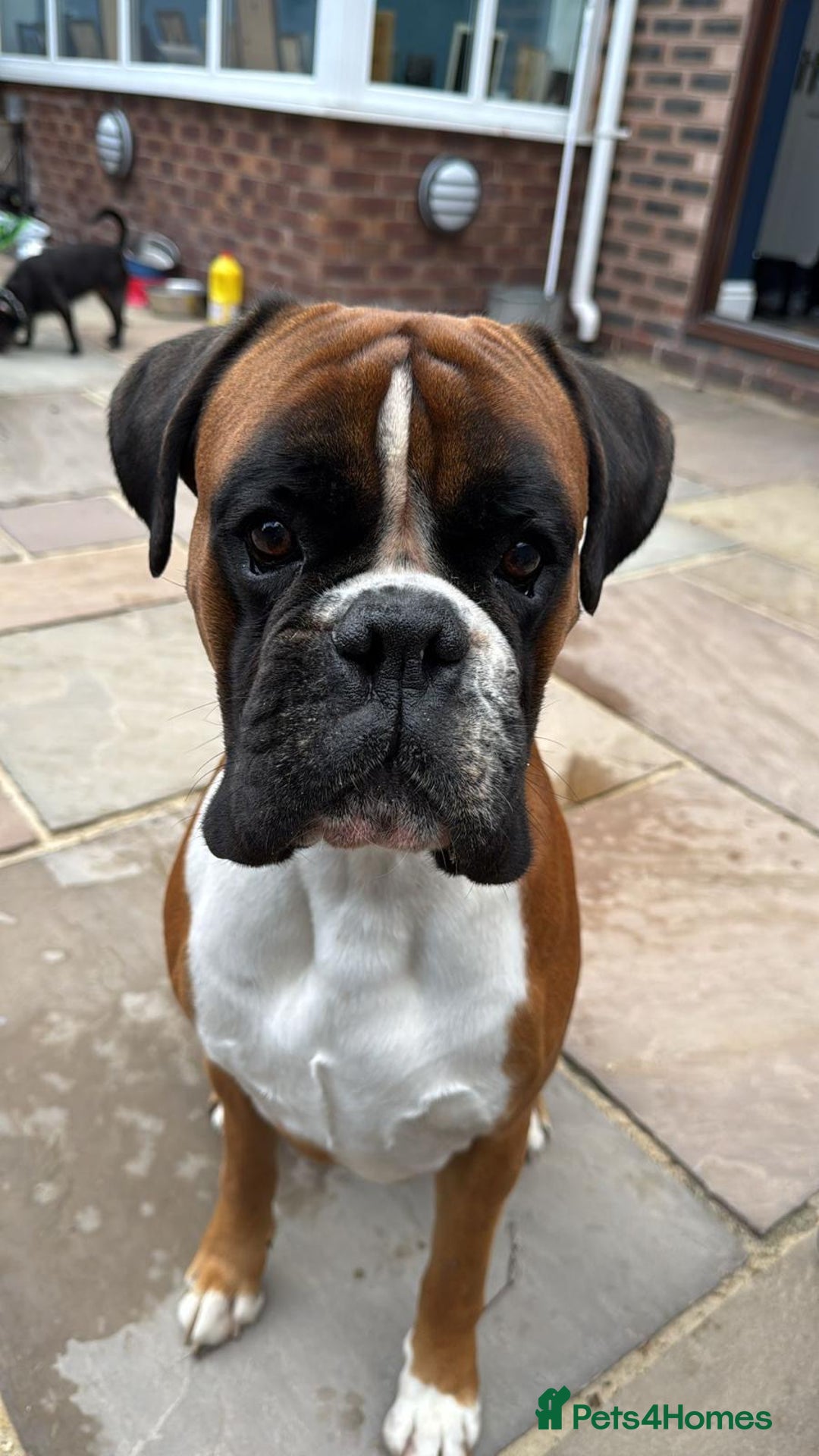 Boxer dogs for sale: Quality Boxer Puppies - Image 8