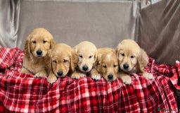 Golden Retriever dogs for sale: STUNNING GOLDEN RETRIEVER PUPPIES READY NOW - Image 10