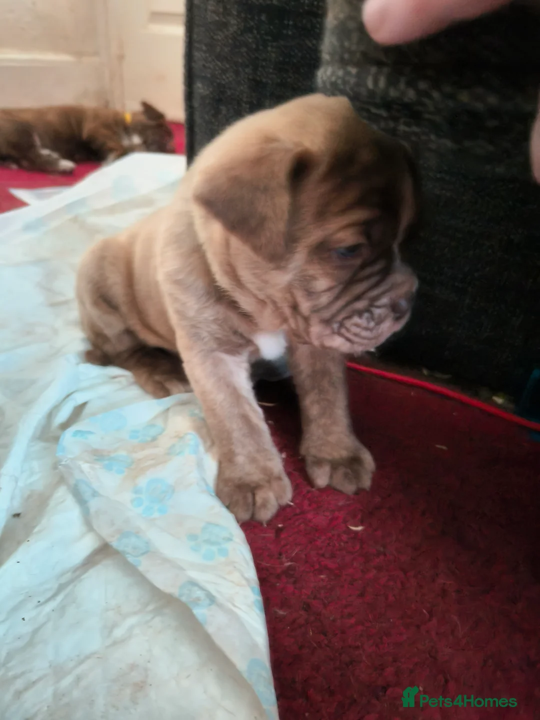 Mixed Breed dogs for sale: Dogue de bordeaux cross old time english bulldog in Newcastle upon Tyne - Advert 10
