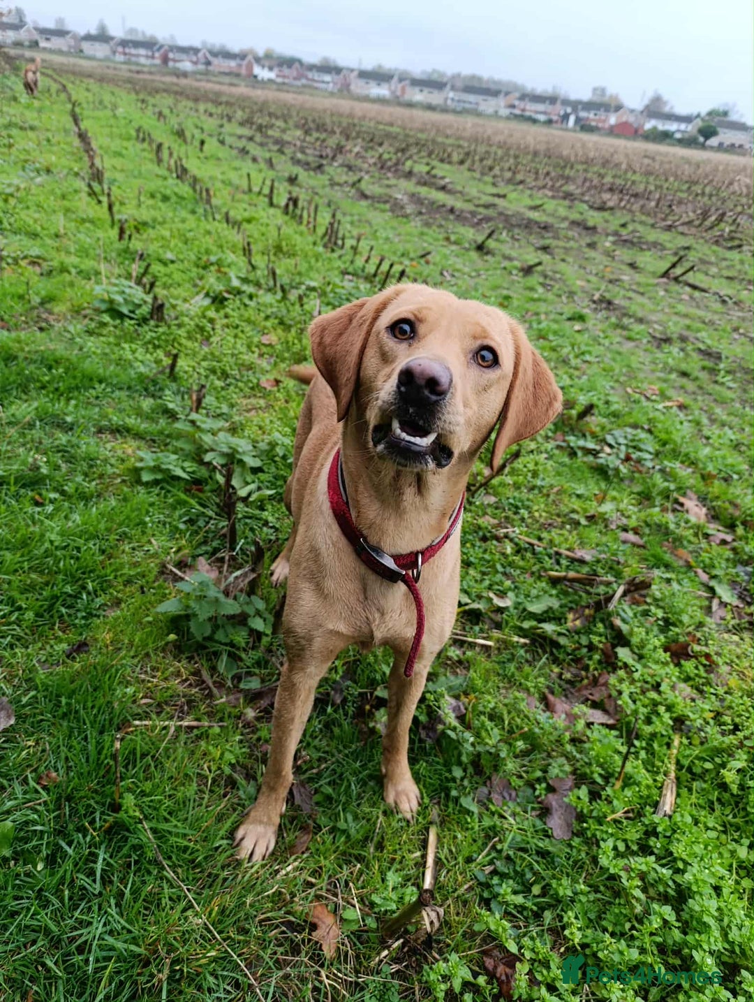 Labrador Retriever dogs for sale: Female Labrador  - Advert 10