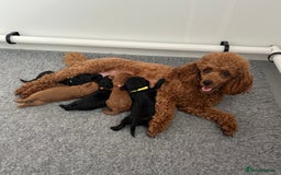 Cavapoo dogs for sale: Fully Health Tested F1 Cavapoo Puppies - 2 Left - Image 1
